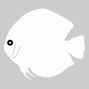 Fish - Angelfish 7 Placeholder