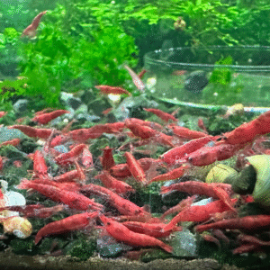 Fish - Shrimp 1 Fire Red Cherry Shrimp