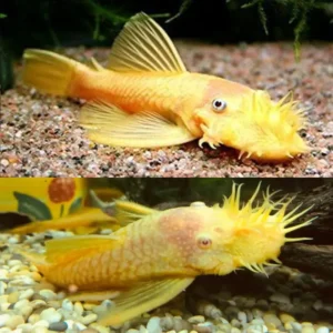 Fish - Catfish & Bristlenose 1 Albino Bristlenose 3-4cm