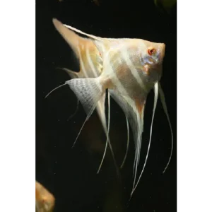 Fish - Angelfish 1 Albino Dandums 15/16cm tall