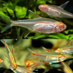 Fish - Tetras 1 Albino Glow Light Tetra 3cm