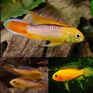 Fish - Dwarf Cichlids 5 Apistogramma Fire Gold