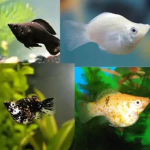 Fish Livebearers 1 Assorted Balloon Molly