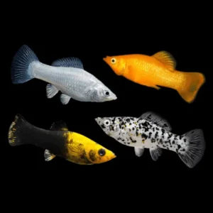 Fish Livebearers 3 Assorted Molly 5cm