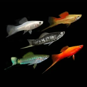 Fish Livebearers 4 Assorted Swordtail 5cm