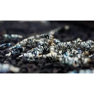 Fish - Shrimp 3 Black Fancy Tiger Shrimp