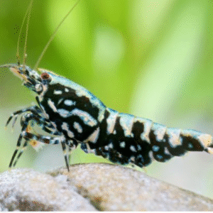 Fish - Shrimp 4 Black Galaxy Fishbone