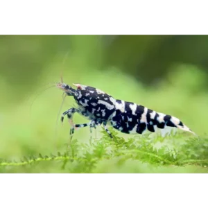 Fish - Shrimp 5 Black Galaxy Tiger