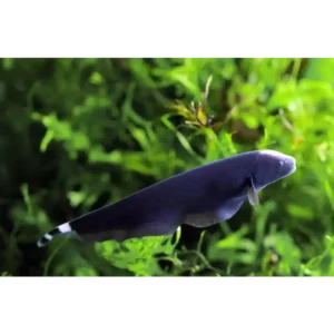 Black Ghost Knife 22/27cm