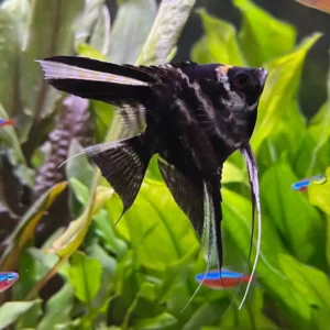 Fish - Angelfish 5 Black Marble Angelfish 3.5-4cm