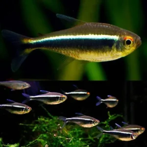 Fish - Tetras 3 Black Neon Tetra 3-3.5cm