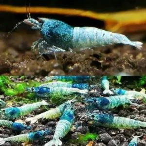 Fish - Shrimp 10 Blue Steel Shrimp