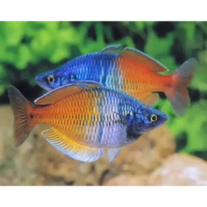 Fish - Rainbow Fish 1 Boesemani Rainbows 4cm