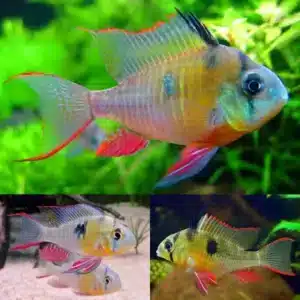Fish - Dwarf Cichlids 7 Bolivian Butterfly 4-4.5cm