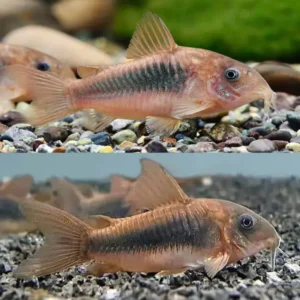 Fish - Corydoras 5 Bronze Corydora 3.5cm