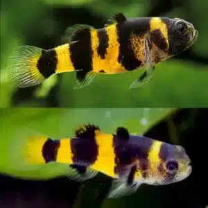 Fish - Tetras 8 Bumble Bee Goby 2.5cm