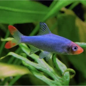 Fish - Tetras 9 Burmese Rummy Nose 3cm