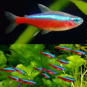 Fish - Tetras 10 Cardinal Tetra 2.5cm bright neon blue and red schooling fish