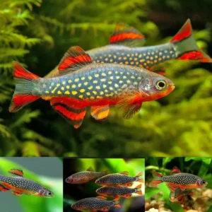 Fish - Rasbora 1 Celestial Pearl Danio