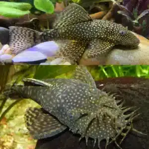 Fish - Catfish & Bristlenose 3 Calico Bristlenose 3/4cm hardy algae eating pleco for community aquariums
