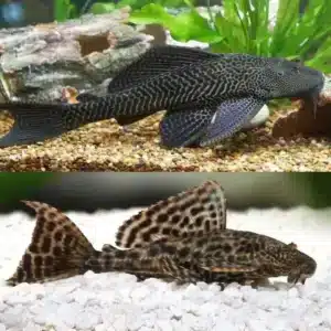 Fish - Catfish & Bristlenose 4 Common Plecostomus 5cm