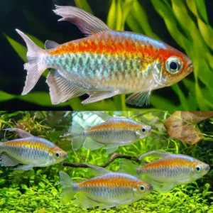 Fish - Tetras 11 Congo Tetra 4cm
