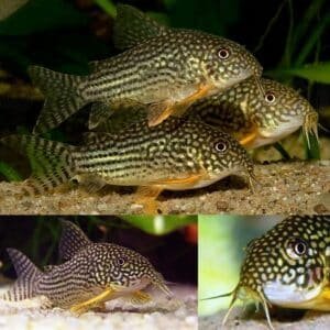 Fish - Corydoras 7 Corydoras Sterbai 3cm
