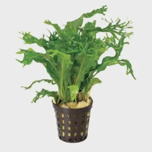 Home 11 Crested Java Fern (Micro Pteropus) - Medium