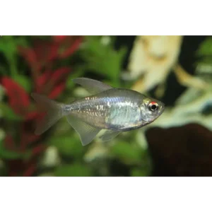 Fish - Tetras 12 Diamond Tetras 3-3.5cm