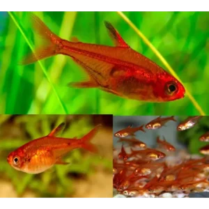 Fish - Tetras 1 Fire Ember Tetra 2cm
