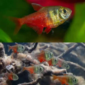 Fish - Tetras 2 Flame Tetra 2.5-3cm