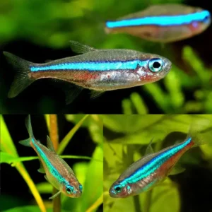 Fish - Tetras 5 Green Neon Tetra 2-2.5cm