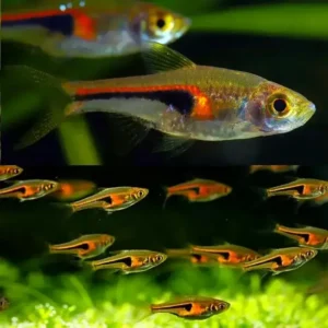 Fish - Tetras 6 Hengeli Rasbora 2.5cm