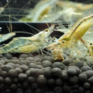 Fish - Shrimp 4 NQ Algae Shrimps