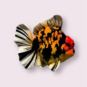 Giftware - Statues 1 Large Orange & Black Oranda Statue