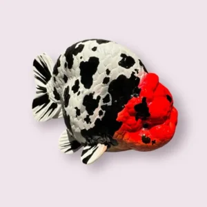 Giftware - Statues 2 Large Red Head Cow Ranchu Statue