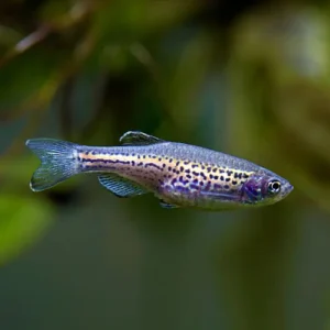 Fish - Danios 2 Leopard Danio 3/3.5cm