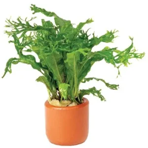 Plants - Potted Plants 2 Micro Crested - Terracotta 3cm Pots