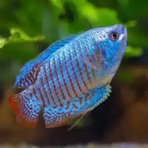 Fish - Gourami 3 Neon Dwarf Gourami