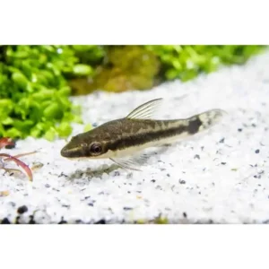 Fish - Catfish & Bristlenose 8 Otocinclus 3cm
