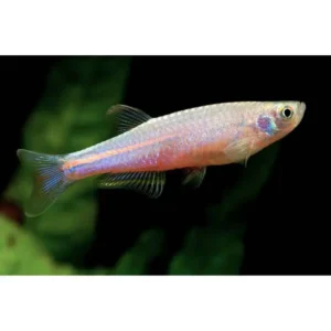 Fish - Danios 3 Pearl Danio 3cm