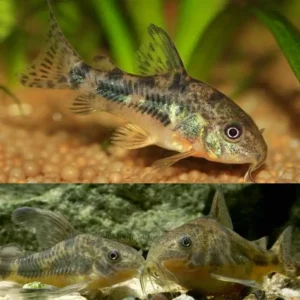 Fish - Catfish & Bristlenose 9 Peppered Corydoras 3-3.5cm
