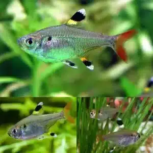 Fish - Tetras 7 Pristella Tetra 3cm