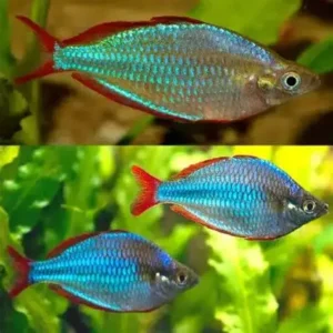 Fish - Rainbow Fish 2 Neon Rainbow (Melanotaenia praecox) 2-3cm