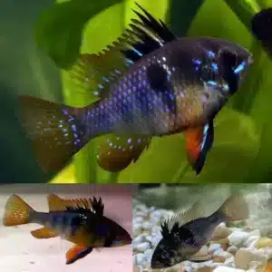 Blue Black Ram 3.5cm