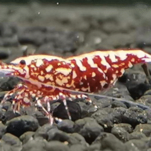 Fish - Shrimp 8 Red BOA Shrimp