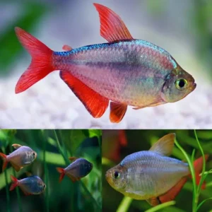 Fish - Tetras 8 Red Blue Columbian Tetra 3cm