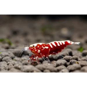 Fish - Shrimp 11 Red Galaxy Fishbone