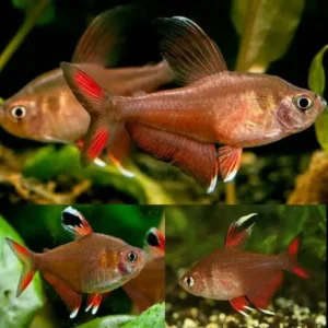 Fish - Tetras 9 Rosy Tetra 3-3.5cm