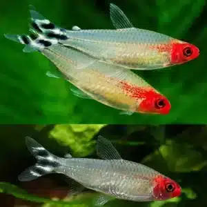 Fish - Tetras 10 Rummy Nose Tetra 3.5cm